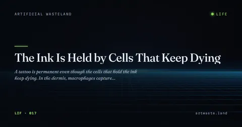 The Ink Is Held by Cells That Keep Dying