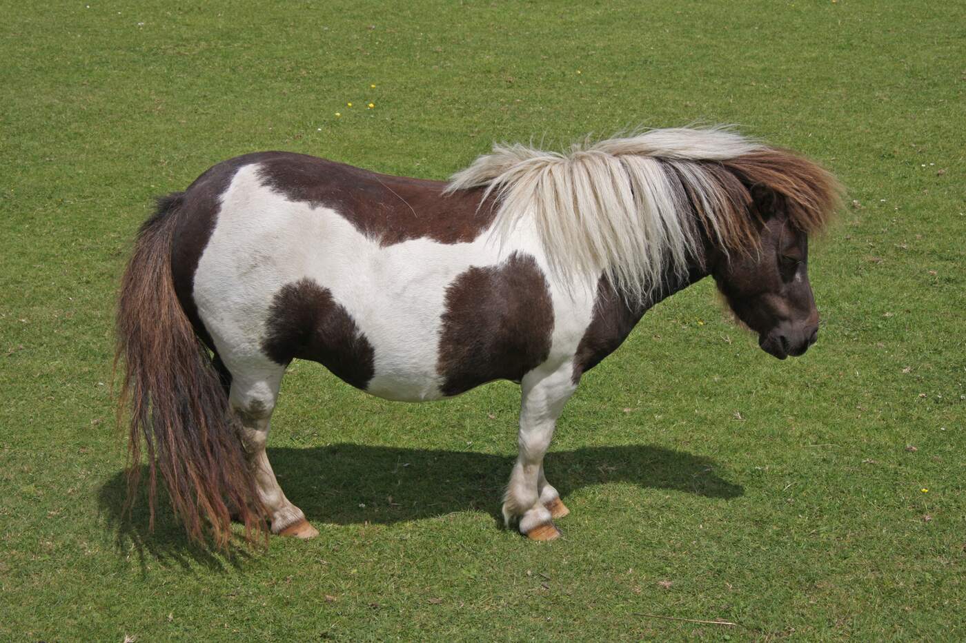 A skewbald miniature Shetland pony standing in short green grass in left profile, head lowered, eye closed and lower lip slack. Its near hind leg is rested with the hoof tipped up onto its toe.