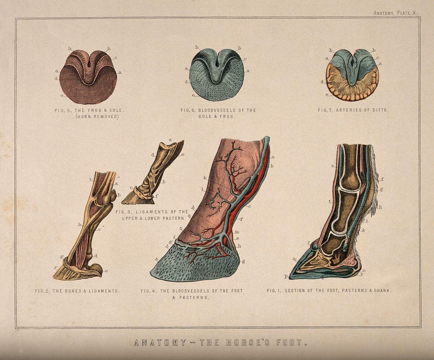 A hand-coloured nineteenth-century engraving of seven dissected views of a horse's foot. Three circular views from below show the frog and sole, first with the horn removed and then with the blood vessels and arteries picked out in blue and orange. Four side views below show bones and ligaments, and at the right a vertical slice through the whole foot reveals the coffin bone inside the hoof wall.