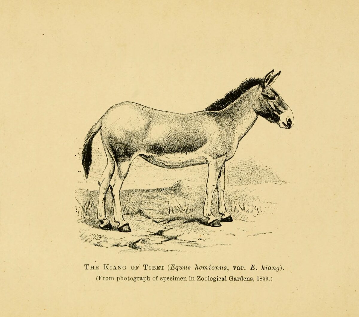 A full-page lithographic plate on cream paper showing a kiang, a Tibetan wild ass, standing in complete left profile, pale dun above with a white belly and legs, with a thick dark upright mane along the crest of its neck.