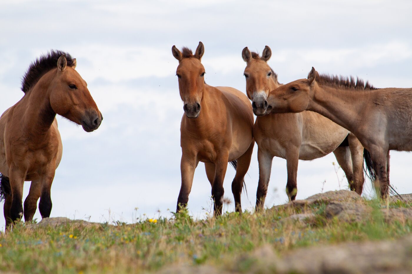 Four Przewalski's horses standing on a low grassy ridge against a pale sky, photographed from below. The left-hand horse is nearly in profile, with a thick short black mane standing straight up along the crest of its neck and no forelock falling over its forehead.