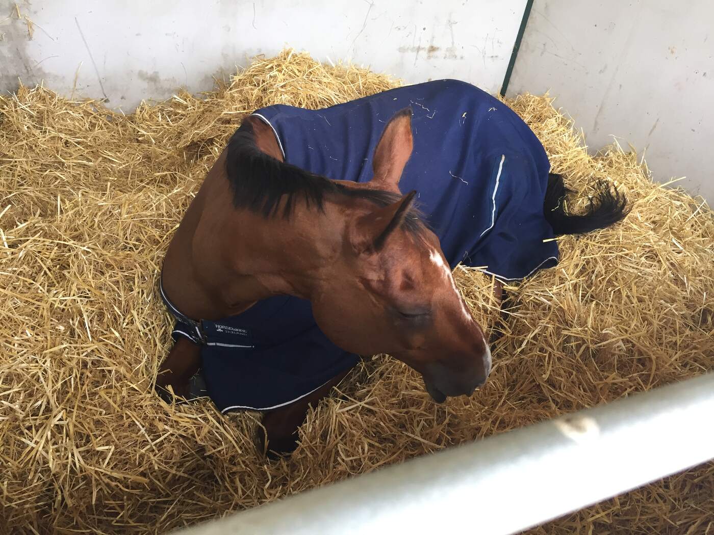 A bay horse in a straw-bedded stable box wearing a navy rug, lying folded on its chest in sternal recumbency with its head down and turned so the muzzle almost touches the straw, and its eye closed.