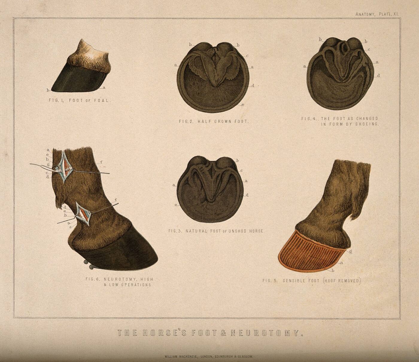 A hand-coloured engraving of six views of horses' feet, including two soles side by side captioned as the natural foot of an unshod horse and the same foot as changed in form by shoeing. The shod one is narrower with pinched heels. Other figures show a foal's foot, the bare sensitive foot with the hoof removed, and the neurotomy operation.